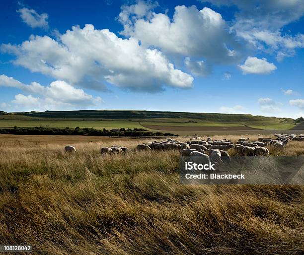 Photo libre de droit de Maiden Castle Hill Fort Dans La Campagne Anglaise banque d'images et plus d'images libres de droit de Angleterre - Angleterre, Animaux domestiques, Antique