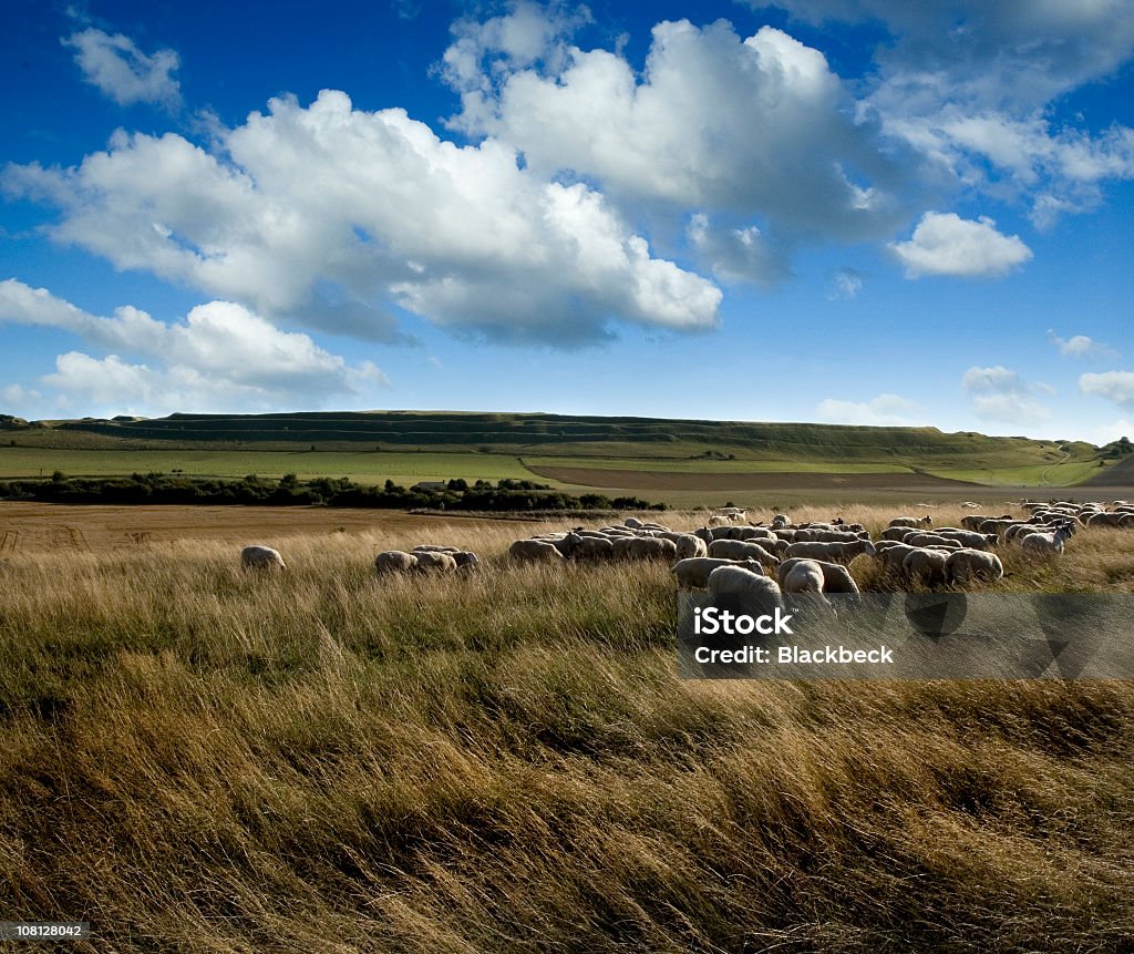 Maiden Castle Hill Fort w angielskiej wsi - Zbiór zdjęć royalty-free (Anglia)