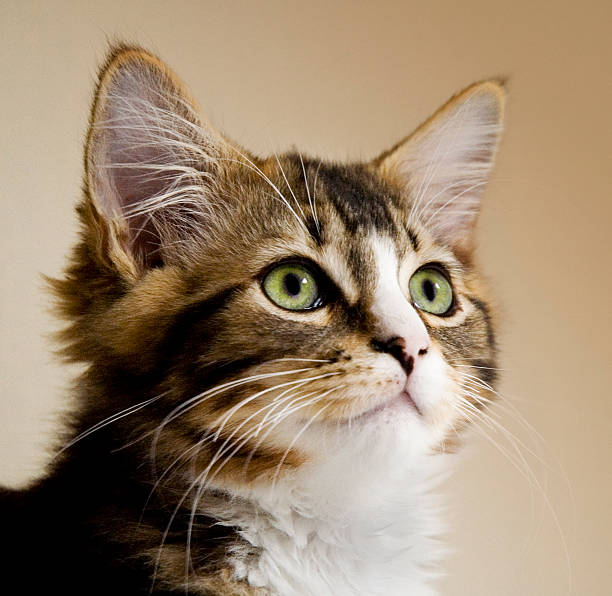 istock Portrait of Little Tabby Kitten Looking Up 108128047