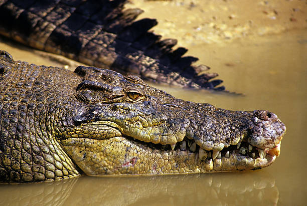 crocodilo-de-água-salgada - crocodilo imagens e fotografias de stock