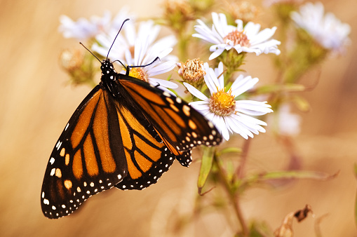 Photograph of a Monarch butterfly pollinating milkweed flowers.  Photo taken in southern Manitoba, Canada in early June.