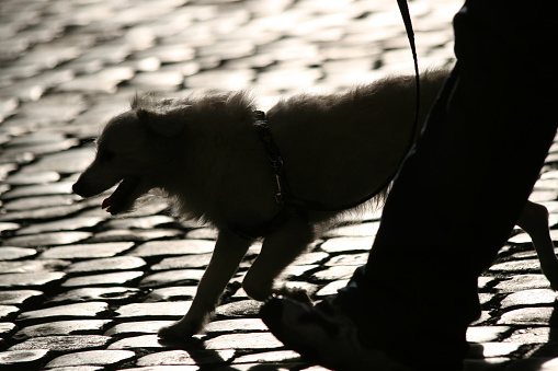 Dog walking silhouette