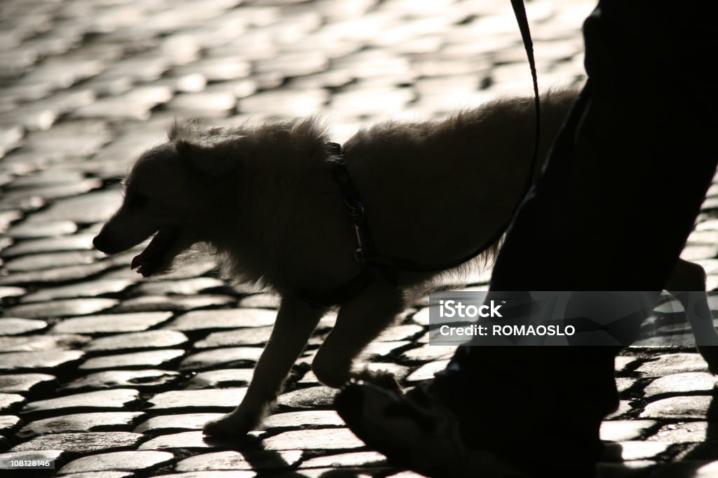 Dog walking silhouette  Dog Walking Stock Photo