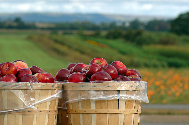 letzte haltestelle applesauce - red delicious apple stock-fotos und bilder