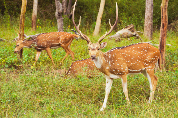 istock Herd of Chital/Spotted/Axis Deer 1081283648