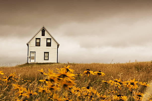 국가 홈화면 - wildflower field house black eyed susan 뉴스 사진 이미지