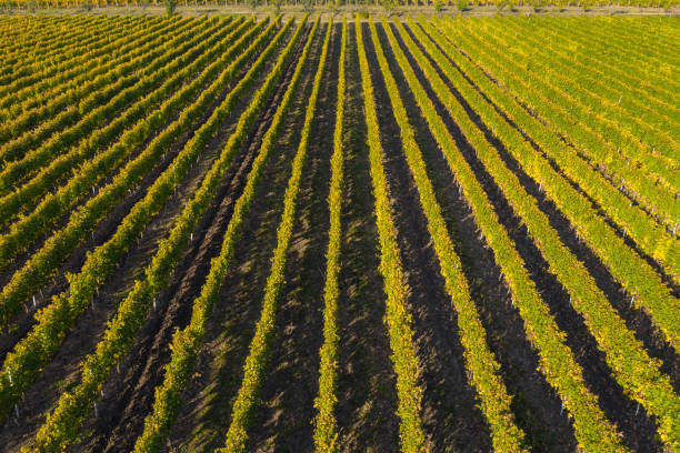 istock Vineyard drone shot, aerial view from above 1081283740