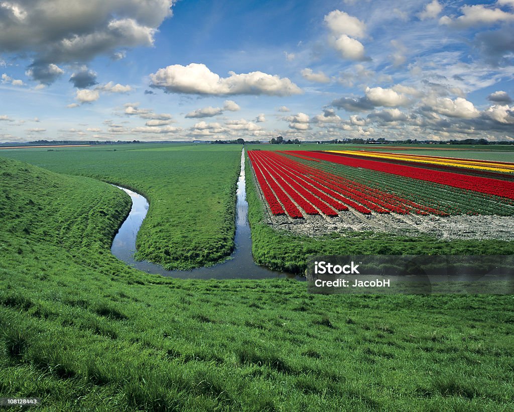 Los campos de tulipanes - Foto de stock de Agricultura libre de derechos