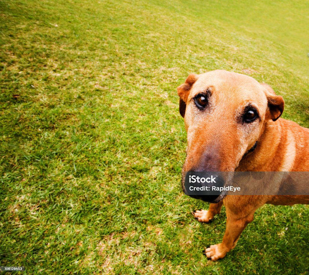 Chien de toutous - Photo de Chien libre de droits