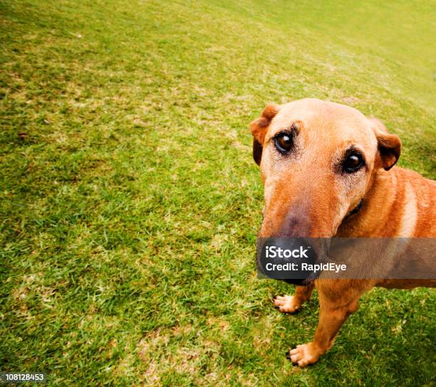 Brutal Cão - Fotografias de stock e mais imagens de Cão - Cão, Animal, Animal Doméstico
