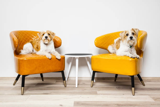 istock two little dogs sitting on armchairs 1081285684