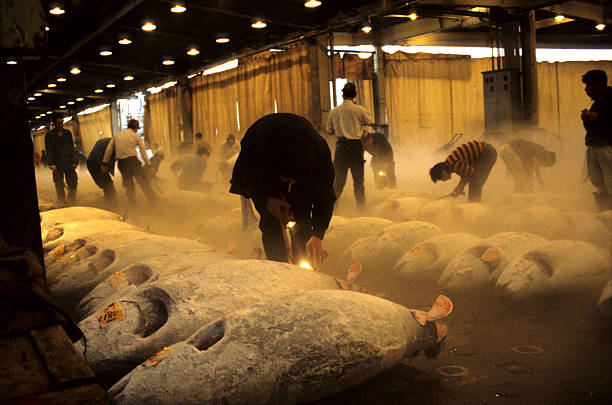 Tuna fish are being inspected at the tokyo fish market