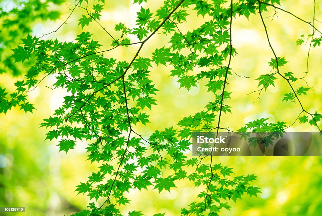 Hojas de arce verdes - Foto de stock de Aire libre libre de derechos