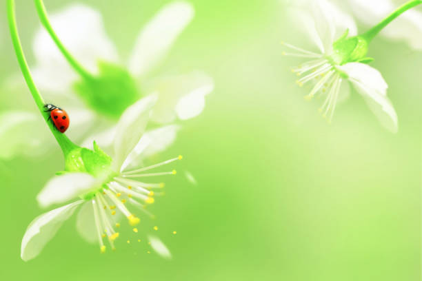 Natural spring background. Red ladybug on white cherry flowers. Copy space. Green and yellow color.