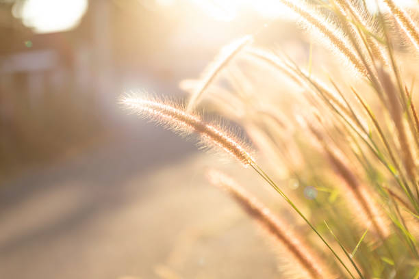 Macro photograph of wild grass species from the Poaceae family, featuring a soft, fluffy inflorescence with fine hairs and exposed orange stamens. Captured in warm, natural backlight with a smooth green bokeh background.