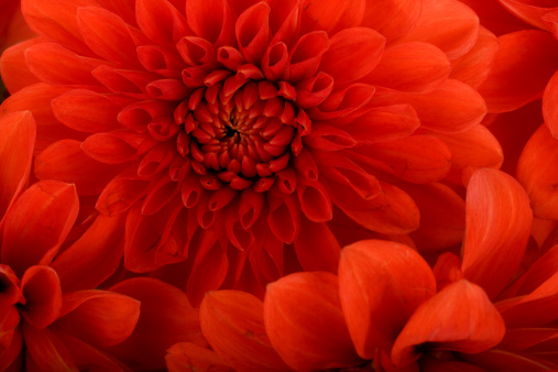 Red and yellow chrysanthemums on a blurry background close-up view from above. Beautiful maroon chrysanthemums bloom in the garden. Natural Wallpaper in selective focus. Bright floral design. Macro.