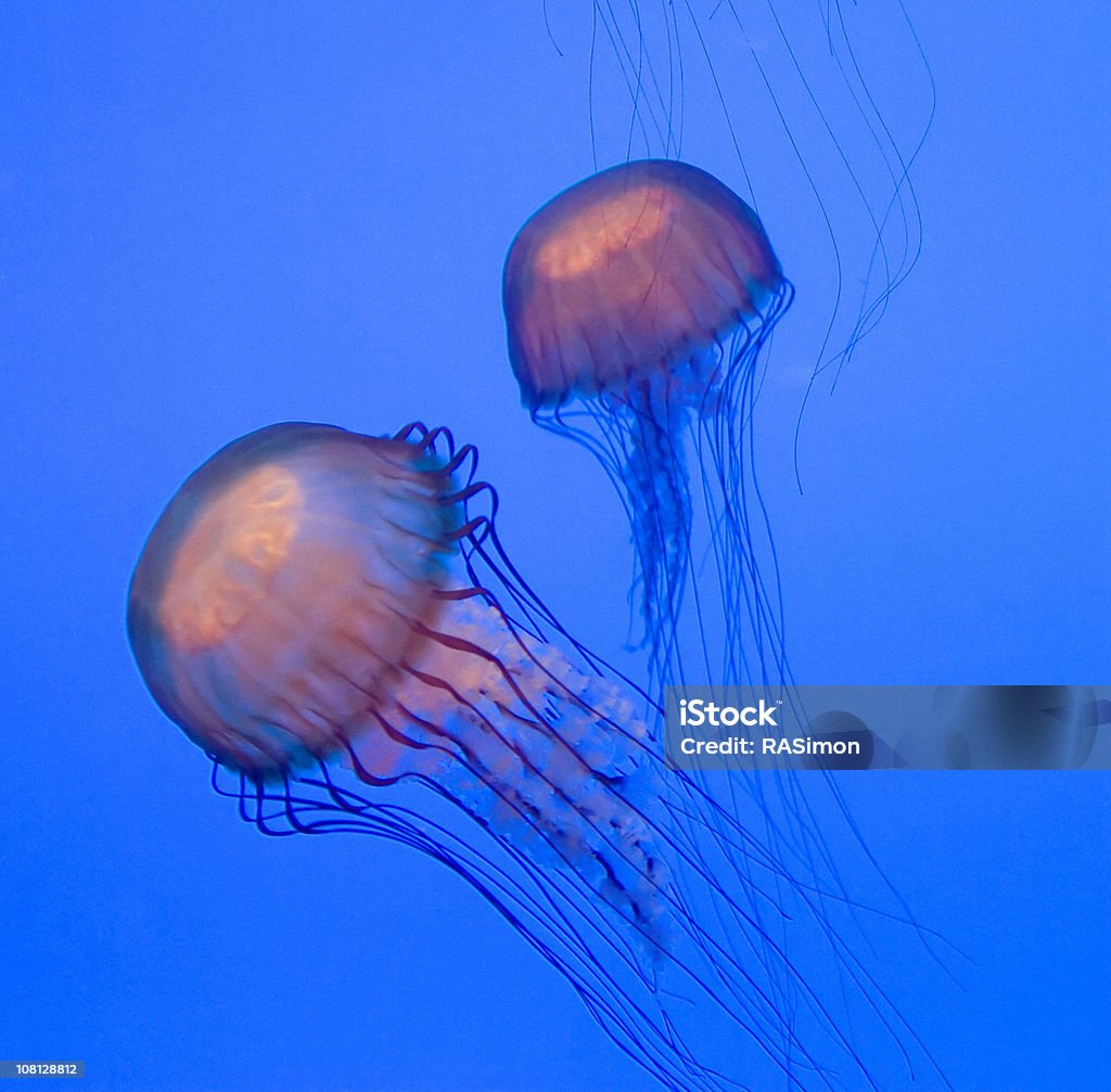 Подсветкой Медуза - Стоковые фото Медуза роялти-фри