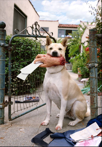 Dog Holding Mailman's Hand in Mouth stock photo
