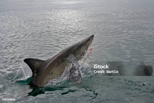 Tubarão Branco Saltar Fora Da Água - Fotografias de stock e mais imagens de Tubarão - Tubarão, Animal selvagem, Ao Ar Livre