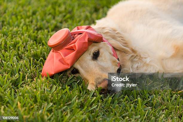 Goldern Retriever Indossando La Mattonella Di Ghiaccio Sulla Testa - Fotografie stock e altre immagini di Humour