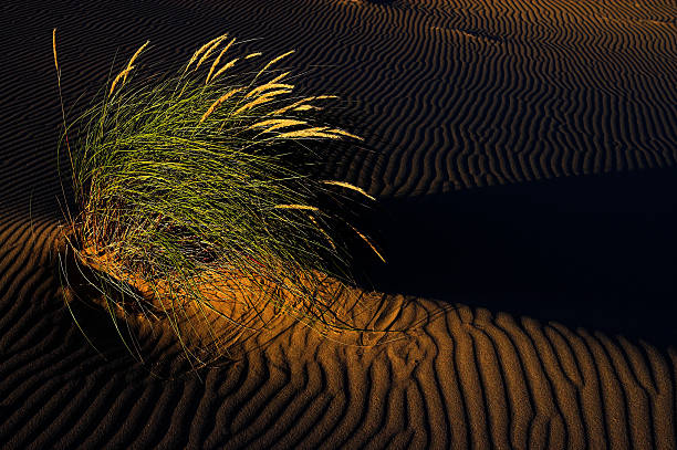 Tall Grass Growing in Sand Dunes at Sunset stock photo