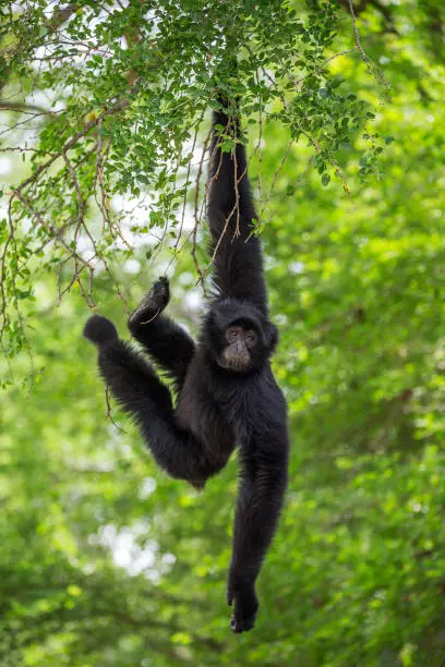 Gibbons  (Siamang) are hanging on a tree.