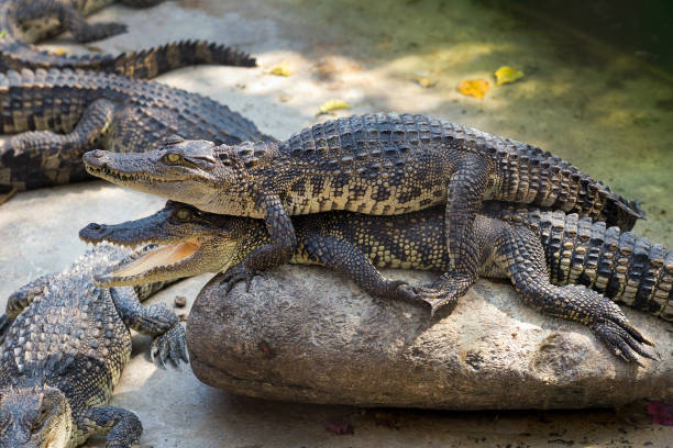 istock Freshwater crocodile in the farm. 1081290170