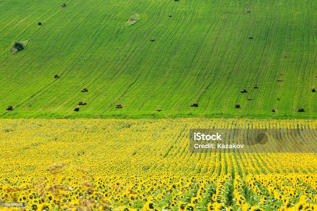 Sommer-Felder - Lizenzfrei Agrarbetrieb Stock-Foto