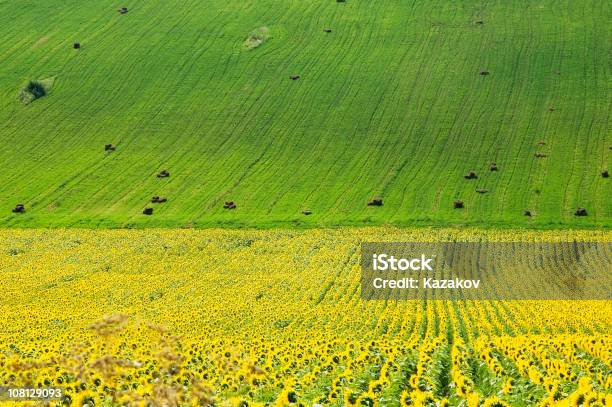 Campi Estivi - Fotografie stock e altre immagini di Agricoltura - Agricoltura, Aiuola, Ambientazione esterna