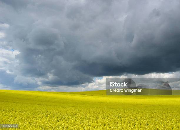 Colza Foto de stock y más banco de imágenes de Tormenta eléctrica - Tormenta eléctrica, Aire libre, Alemania