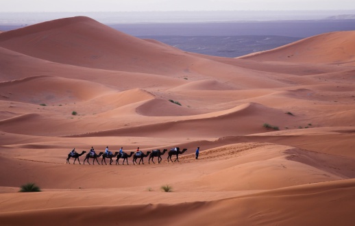 Camels racing for the king's cup competition, Al Ula, Saudi Arabia