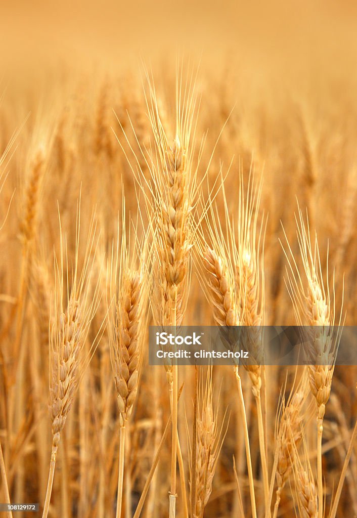 Cosecha de trigo campo listo para - Foto de stock de Agricultura libre de derechos
