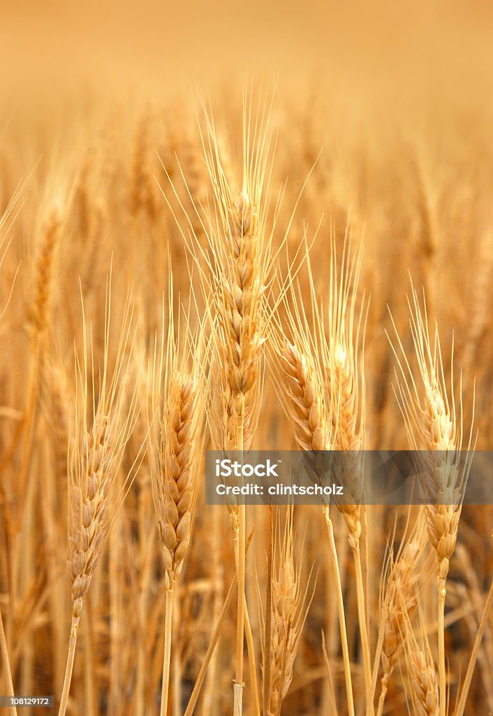 Prêt pour la récolte blé champ - Photo de Agriculture libre de droits