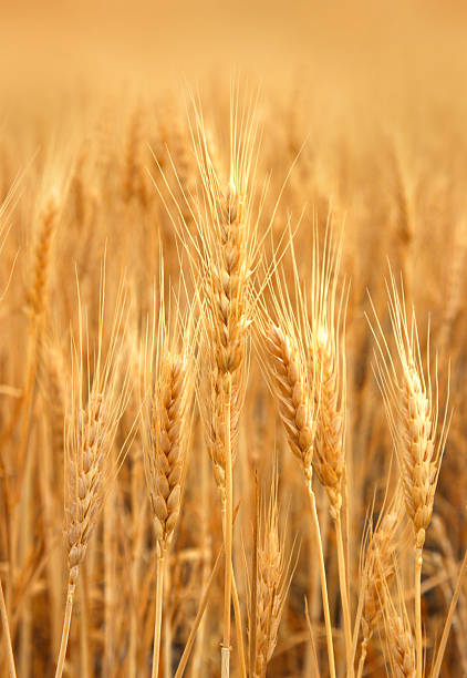Wheat Field Ready for Harvest stock photo