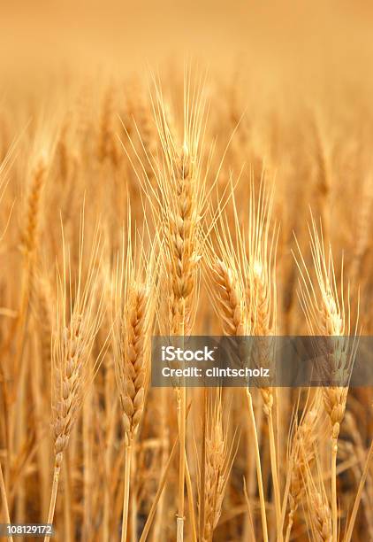 Campo De Trigo Pronto Para A Colheita - Fotografias de stock e mais imagens de Agricultura - Agricultura, Ao Ar Livre, Cereal