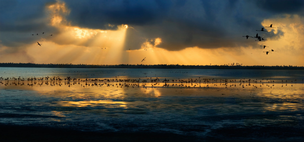 Mystical Sun-rays coming down from a cloudy morning sky over a Tropical wildlife reserve lagoon with flamingos feeding and flying.