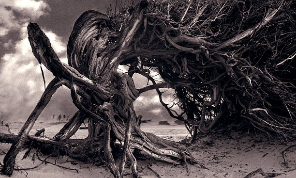 istock Tree Growing Twisted on Beach, Sepia Toned 108129298