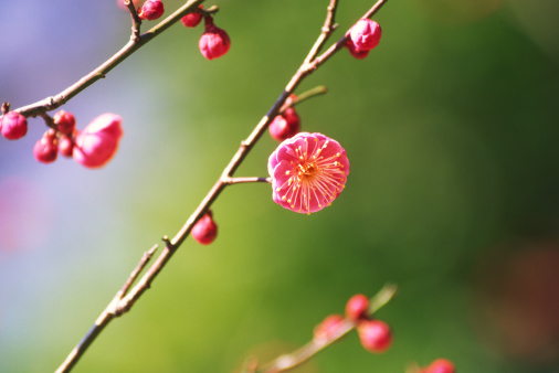 Spring flower background banner panorama - Pink beautiful blooming cherry blossoms ( Prunus )with soft bright bokeh