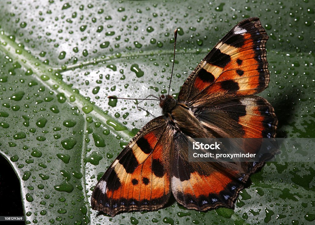 Nahaufnahme der Schmetterling auf nassen Leaf - Lizenzfrei Blatt - Pflanzenbestandteile Stock-Foto