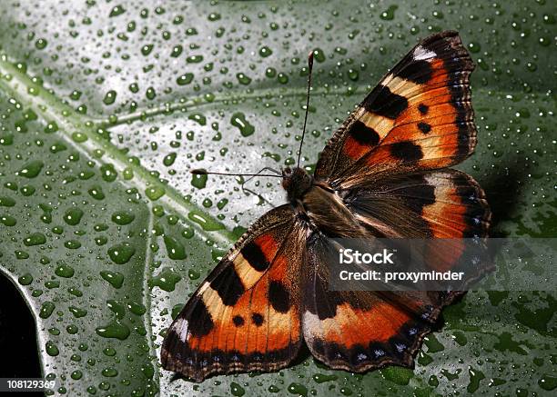 Nahaufnahme Der Schmetterling Auf Nassen Leaf Stockfoto und mehr Bilder von Blatt - Pflanzenbestandteile - Blatt - Pflanzenbestandteile, Bunt - Farbton, Einzelnes Tier