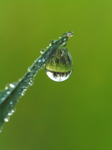 Juicy lush green grass on meadow with drops of water dew in morning light in spring summer outdoors close-up macro, panorama. Beautiful artistic image of purity and freshness of nature, copy space. Fresh air on a humid morning after rain.
