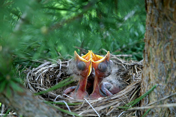 Chick in the nest stock photo