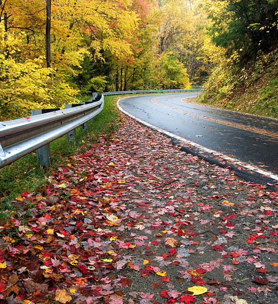 Close up Yellow leaves on asphalt. colorful leaves falling on the road. Autumn background. Selective Focus
