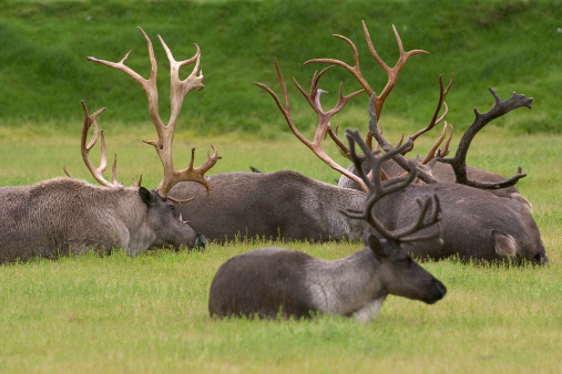 A pair of Mule Deer Bucks fighting for dominance.