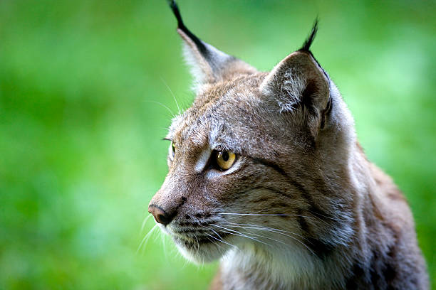Lynx stock photo