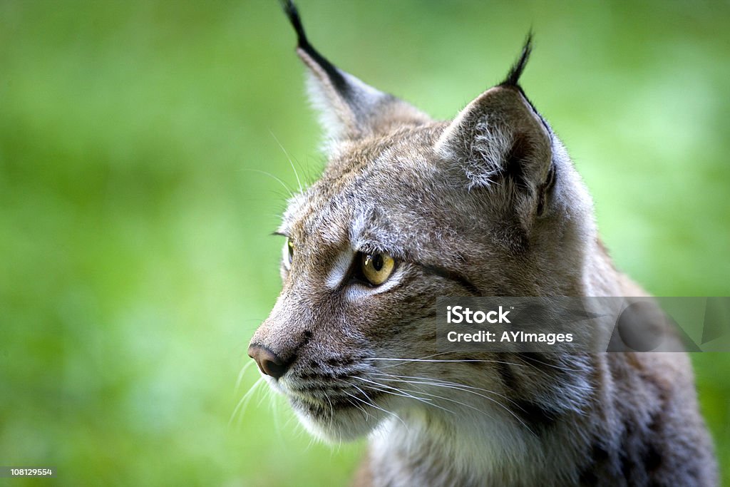 Lynx - Foto de stock de Lince royalty-free