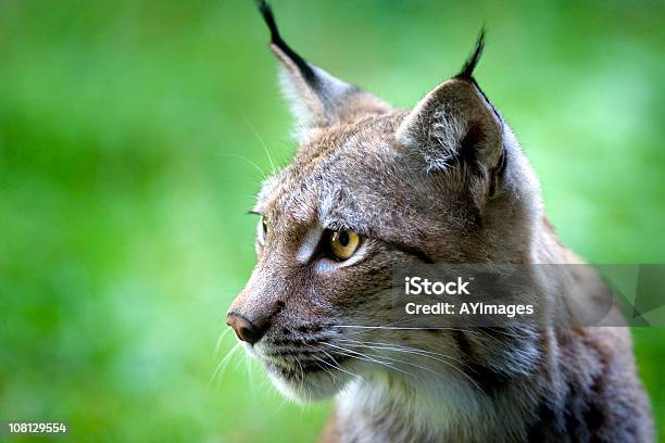 Foto de Lynx e mais fotos de stock de Lince - Lince, Lince vermelho, Lince Eurasiátic
