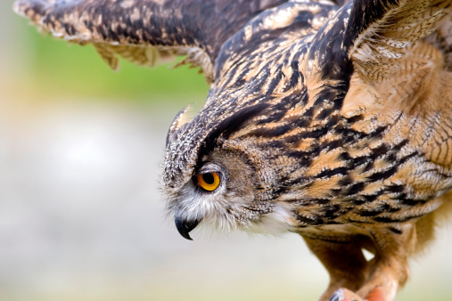 Eurasian Eagle-Owl (Bubo bubo) in the scrubland in Provence. Tarascon, Arles, Montagnette, Bouches du Rhone, Cote d Azur, France.