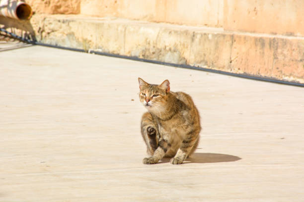 バレッタ, マルタの通り茶色黄色猫 - イムディーナ ストックフォトと画像