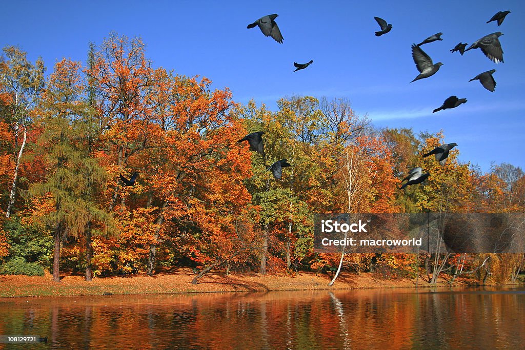 Paisaje de otoño con Pigeons Flying - Foto de stock de Aire libre libre de derechos